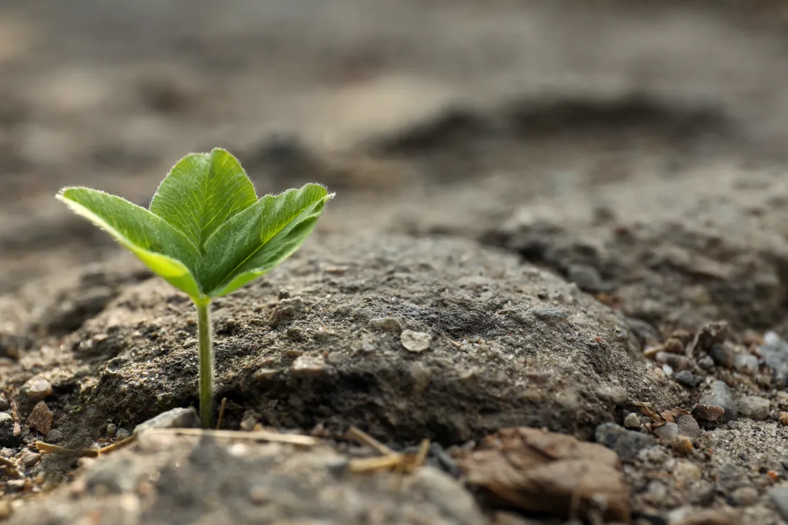 Plant growing out of concrete